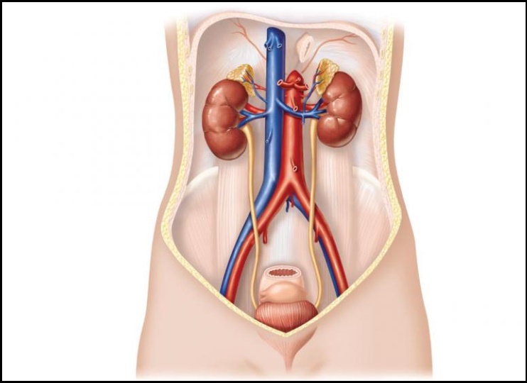 Cấu tạo giải phẫu ở hệ tiết niệu nữ giới khá đặc biệt nên dễ mắc viêm đường tiết niệu hơn nam giới
