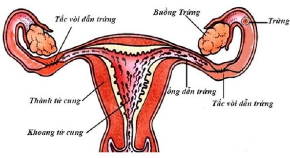 Tắc nghẽn ống dẫn trứng - Cản trở sự gặp gỡ của trứng và tinh trùng