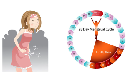 Chu kỳ kinh nguyệt