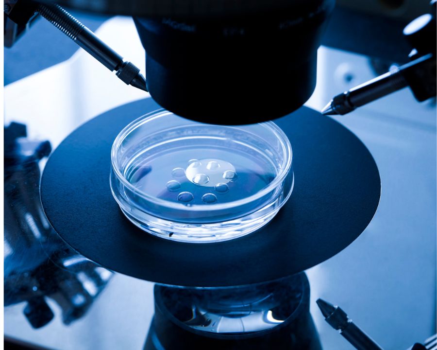 Chất lượng phôi đóng vai trò rất quan trọng quyết định đến sự thành công khi chuyển phôi