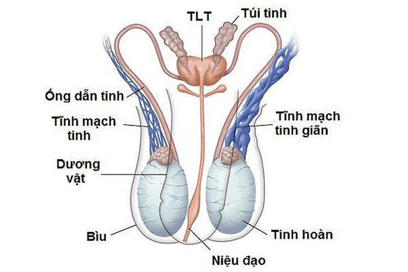 Không có tinh trùng xảy ra do trong quá trình sản xuất tinh trùng ở tinh hoàn gặp vấn đề