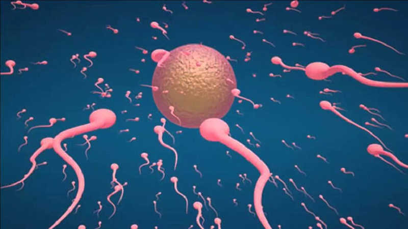 Nhiều trường hợp gặp vấn đề sinh sản phải chuyển phôi IVF