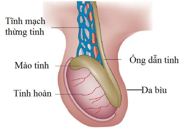 Nguyên nhân gây ra giãn tĩnh mạch thừng tinh vẫn còn là vấn đề chưa được làm rõ