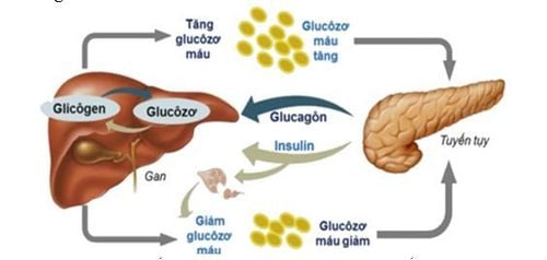 Insulin là một hormone quan trọng do tuyến tụy sản xuất