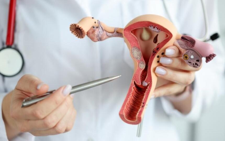 Vòi trứng đóng vai trò là con đường để trứng và tinh trùng gặp nhau