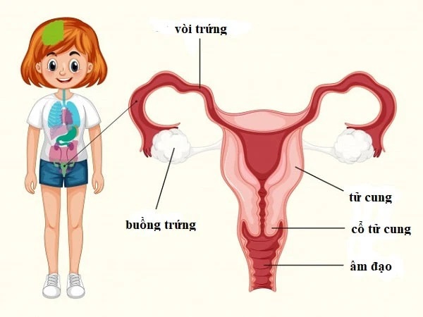 Vòi trứng là một phần quan trọng của hệ sinh dục nữ