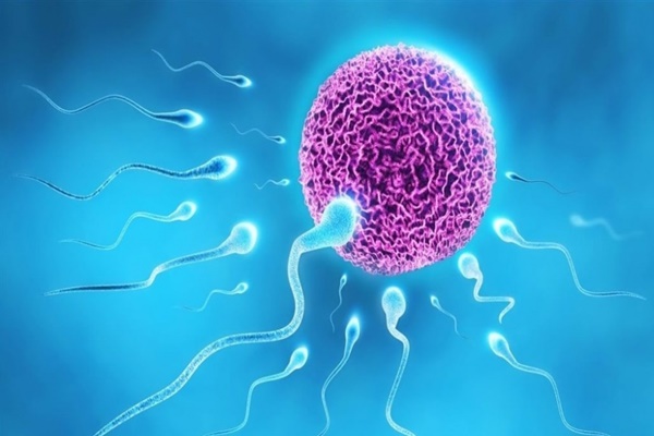 Không có tinh trùng do tắc nghẽn xảy ra khi tinh dịch không chứa tinh trùng vì bị chặn lại ở mào tinh hoàn hoặc ống dẫn tinh