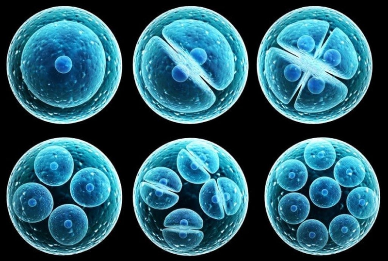 Chất lượng phôi đóng vai trò quyết định trong IVF