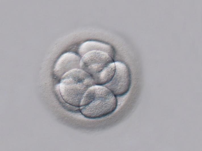 Phôi ngày 3 là phôi đang ở giai đoạn phân chia tế bào sớm